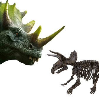 SES - Explore - Dino und Skelett ausgraben 2 in 1 - Triceratops