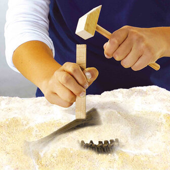 SES - Explore - Dino und Skelett ausgraben 2 in 1 - Triceratops